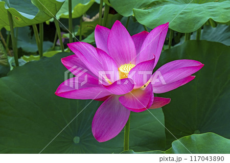 ビンク色の蓮の花のアップ 117043890