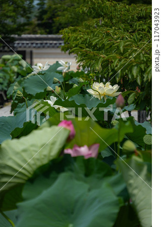 高田本山専修寺 高田本山専修寺 117043923