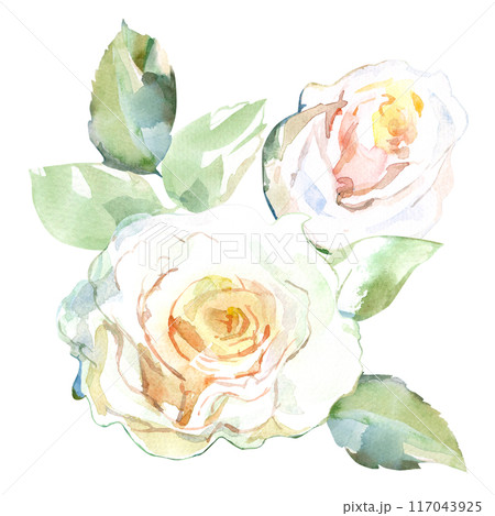 White roses with green leaves in collection garden flowers. Watercolor illustration for wedding floral design of bouquets, wreaths, arrangements, wedding invitations, anniversary, birthday, postcards White roses with green leaves in collection garden flowers. Watercolor illustration for wedding floral design of bouquets, wreaths, arrangements, wedding invitations, anniversary, birthday, postcards 117043925