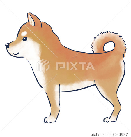 立っている柴犬横向き水彩の手描きイラストのイラスト素材 [117043927] - PIXTA