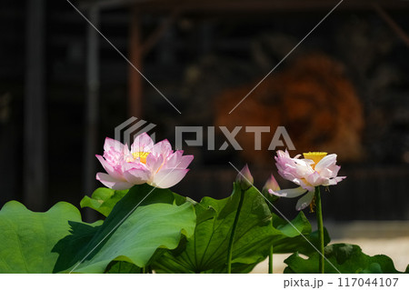 蓮の花　高田本山専修寺 117044107