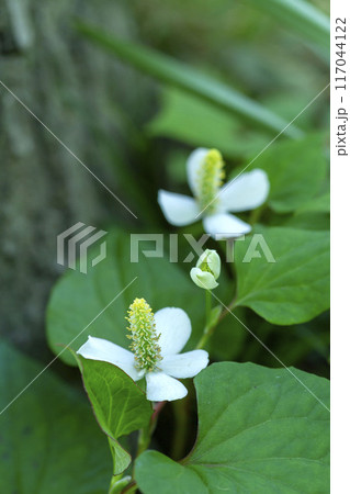 ドクダミ ドクダミ 117044122