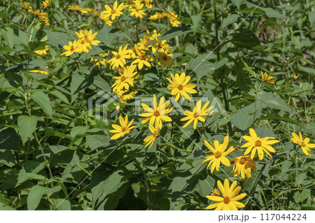 キクイモ 117044224