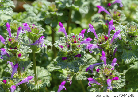 ホトケノザ 117044249