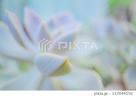 エケベリアの美：多肉植物の魅力 117044550