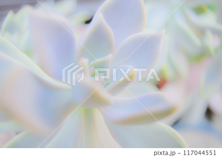 エケベリアの美:多肉植物の魅力 エケベリアの美:多肉植物の魅力 117044551