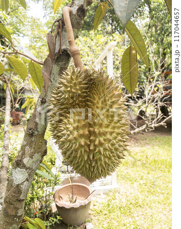 Durian Fruit Hanging from Tree in Garden. 117044657