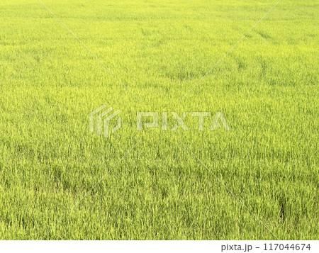 Close-Up of Vibrant Green Rice Field. 117044674
