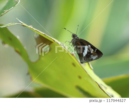 クロセセリ 117044827