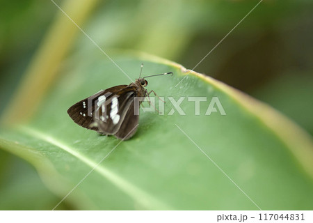 クロセセリ 117044831