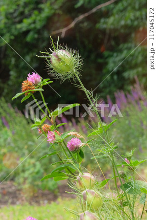 Nigella seed is growing in garden. Seeds in country garden. Medicinal herb. Meadow in spring. 117045172