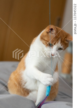 おもちゃを見つめる猫　茶トラ白 117045322