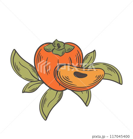 Composition persimmon whole and part with leaves vintage engraving Composition persimmon whole and part with leaves vintage engraving 117045400