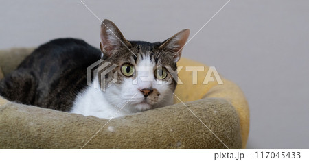 クッションの上でくつろぐ可愛い猫　キジトラ猫 117045433
