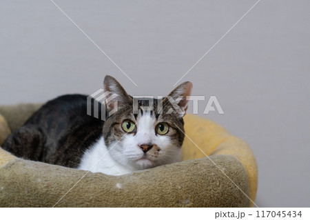 クッションの上でくつろぐ可愛い猫　キジトラ猫 117045434