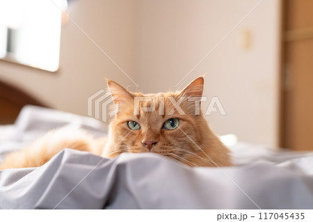 ベッドの上でくつろぐ猫　茶トラ猫 117045435
