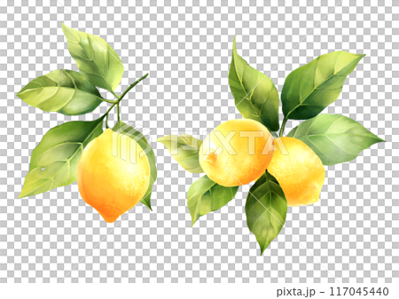 Lemons with leaves, isolated on white background. Hand drawn illustration in watercolor style Lemons with leaves, isolated on white background. Hand drawn illustration in watercolor style 117045440