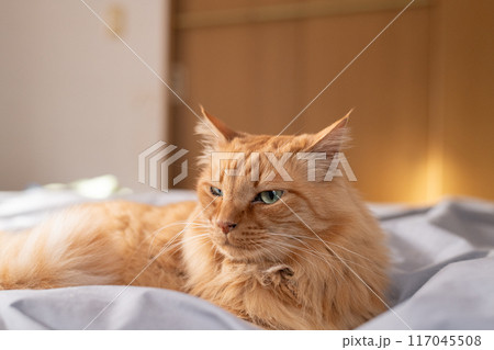 ベッドの上でくつろぐ猫 茶トラ猫 ベッドの上でくつろぐ猫 茶トラ猫 117045508