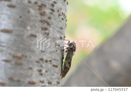 アブラゼミ　鎌倉市内 117045557