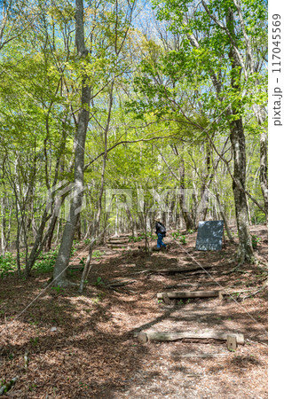 眩しい新緑の森をハイキング 眩しい新緑の森をハイキング 117045569