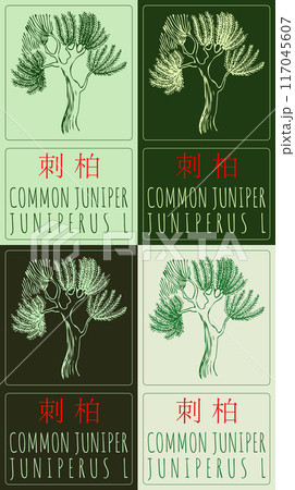Set of vector drawing COMMON JUNIPER in Chinese in various colors. Hand drawn illustration. Latin name is JUNIPERUS L 117045607