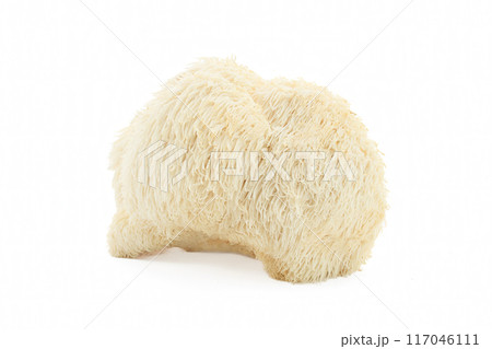 Lion's Mane Mushroom on a white background. 117046111