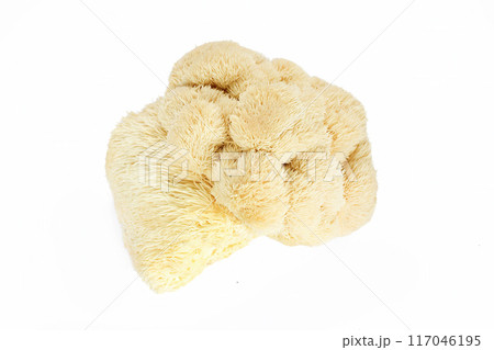 Lion's Mane Mushroom on white background 117046195