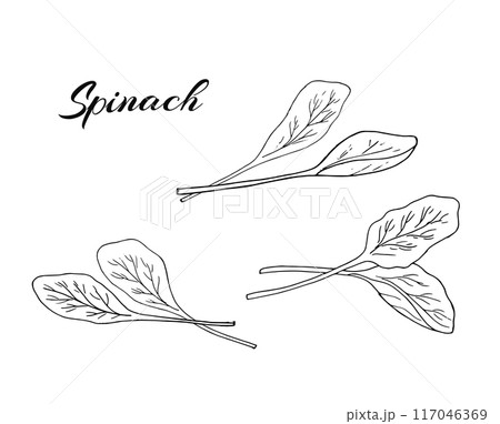 A hand-drawn set of spinach. Fresh spinach leaves for salad. Botanical illustration for cooking Isolated on white. A hand-drawn set of spinach. Fresh spinach leaves for salad. Botanical illustration for cooking Isolated on white. 117046369