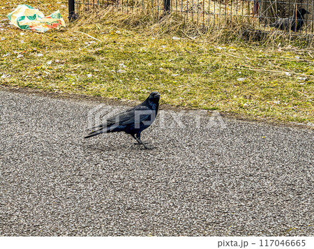 カラスの勝手~黒い鳥~ カラスの勝手~黒い鳥~ 117046665