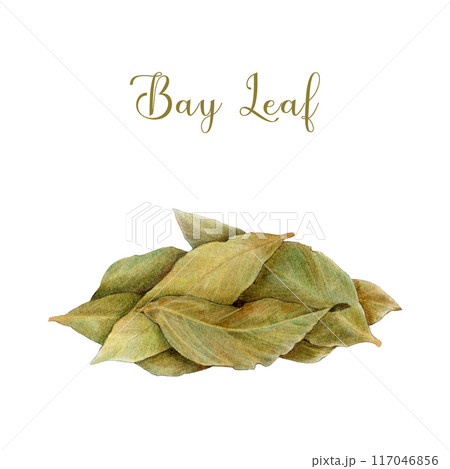 Bay leaf pile painted illustration. Hand drawn dry bay leaf natural spice condiment for cooking and seasoning isolated on white background 117046856