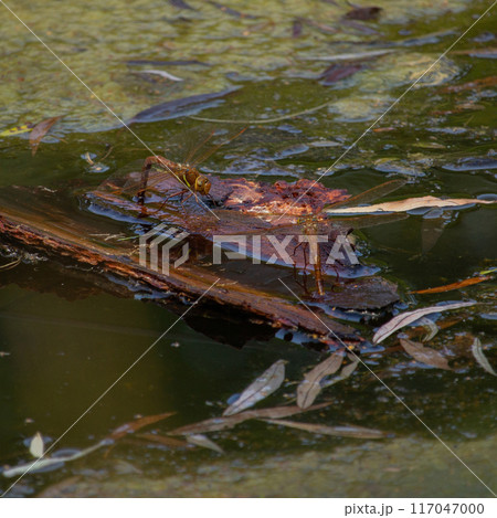 Colorful dragonfly in the water, Colorful dragonfly in the water, 117047000