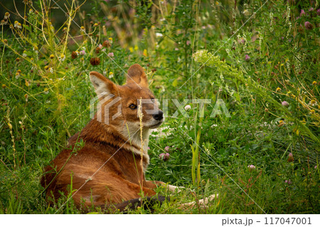 Asiatic Wild Dog Indian Wild Dog or Red Dog Asiatic Wild Dog Indian Wild Dog or Red Dog 117047001