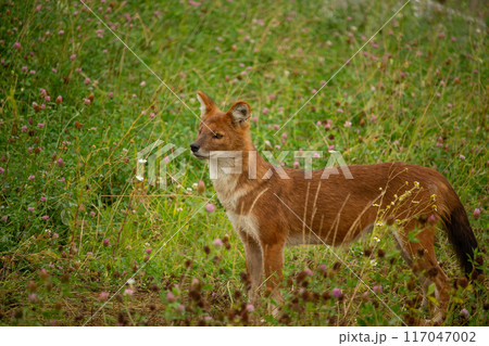 Dhole (Cuon alpinus) also known as the Asiatic Wild Dog 117047002