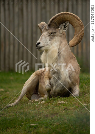 Transcaspian urial (Ovis orientalis arkal). 117047003