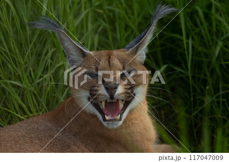 Handsome caracal wild cat or African lynx 117047009
