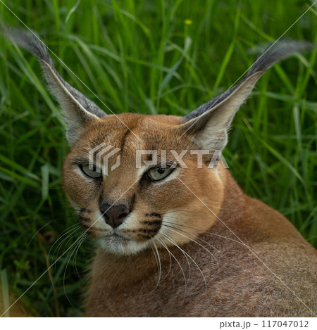 Beutiful cat, Caracal (Caracal caracal) close up 117047012