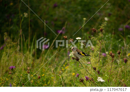 European goldfinch, feeding on the seeds. 117047017
