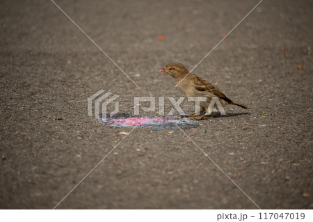 Closeup of sparrow on grey background. Closeup of sparrow on grey background. 117047019