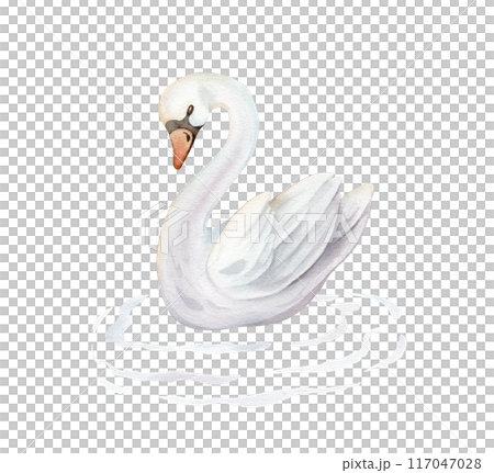 Watercolor hand painted illustration cute swans and water waves. Isolated on white background. White pastel colors bird. Wedding symbol of fidelity in the family Watercolor hand painted illustration cute swans and water waves. Isolated on white background. White pastel colors bird. Wedding symbol of fidelity in the family 117047028