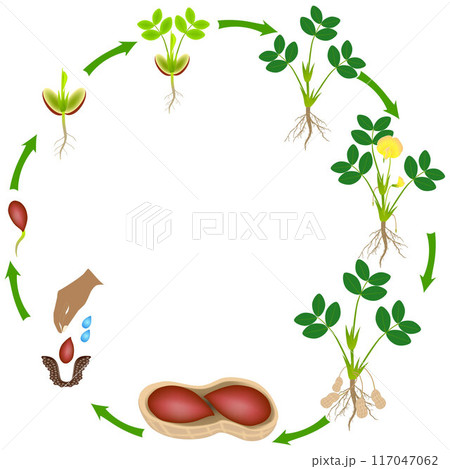 Life cycle of a peanut plant on a white background. 117047062