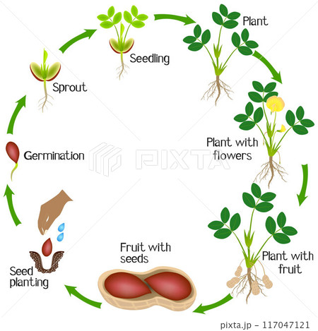 Cycle of a peanut plant growth isolated on white background. 117047121