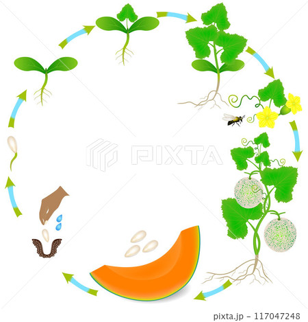 Life cycle of a cantaloupe melon plant on a white background. 117047248