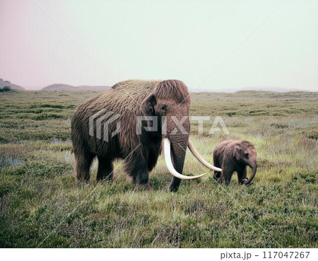 マンモスの親子 マンモスの親子 117047267