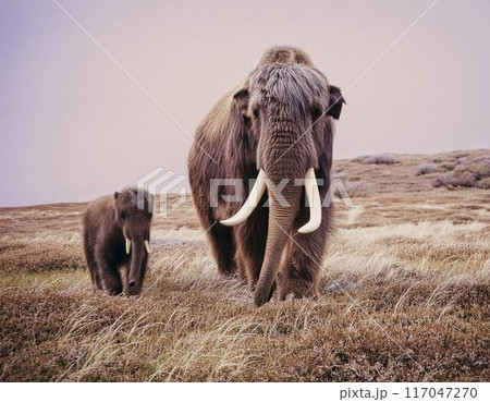 マンモスの親子 マンモスの親子 117047270