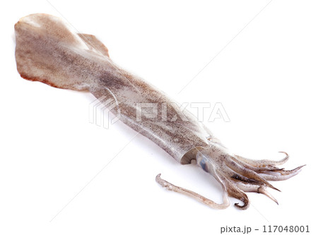 Fresh calamari on a white background 117048001