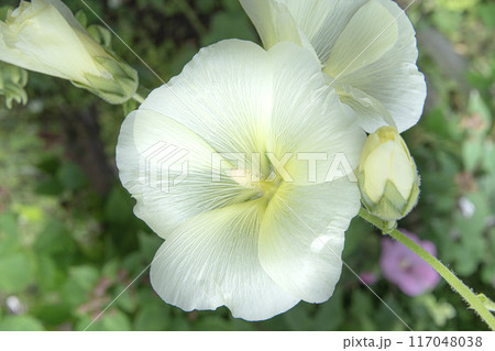 真夏に咲くタチアオイの花 真夏に咲くタチアオイの花 117048038