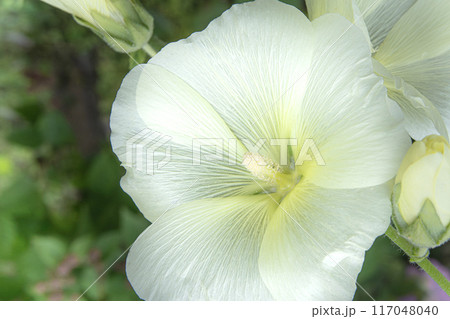 真夏に咲くタチアオイの花 真夏に咲くタチアオイの花 117048040