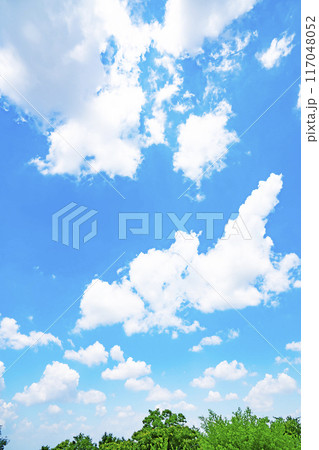 夏の雲と木立 117048052