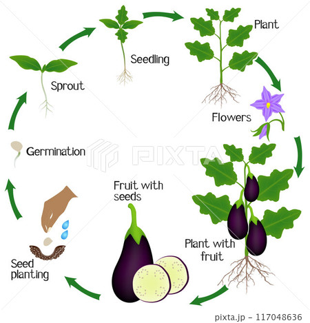 Cycle of a eggplant plant growth isolated on white background. Cycle of a eggplant plant growth isolated on white background. 117048636