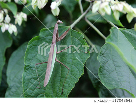 獲物を待ち構えるオオカマキリの成虫 獲物を待ち構えるオオカマキリの成虫 117048642